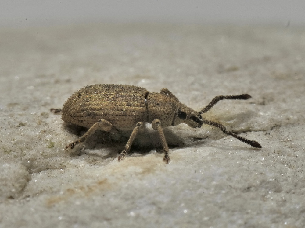 Curculionidae: Simo hirticornis?  S  !